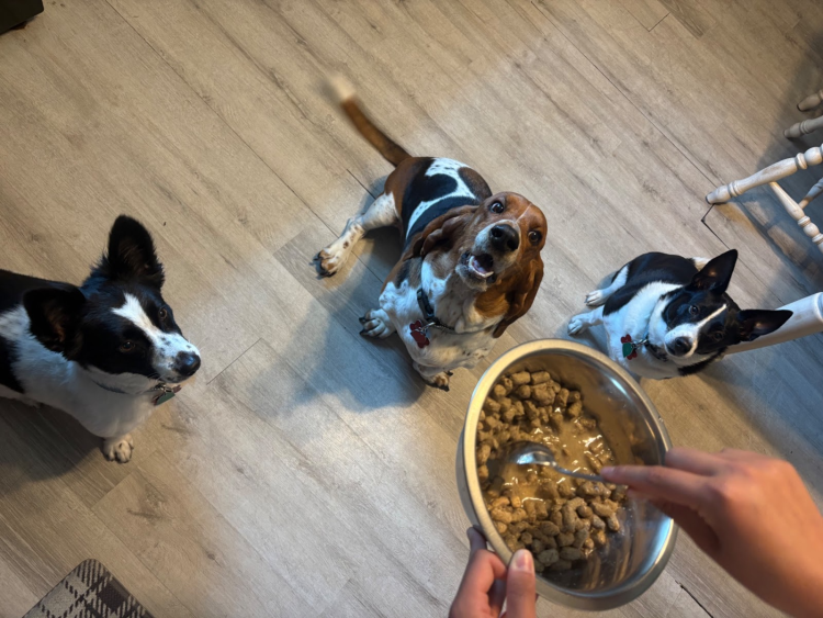 Three dogs eagerly waiting as Dr. Marty Pets Nature’s Blend is prepared for mealtime.