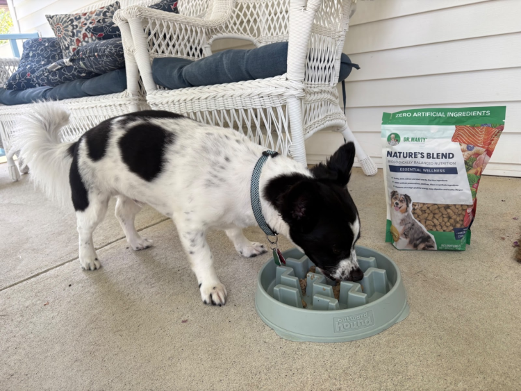 Dog eating Dr. Marty Pets Nature’s Blend freeze-dried raw food from a slow feeder.