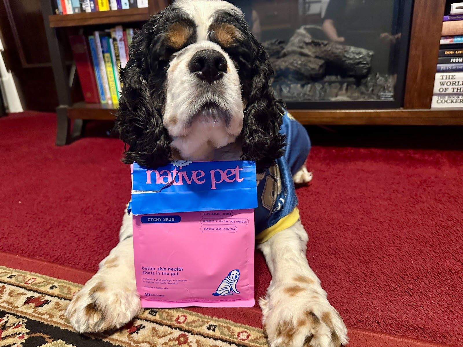 Dog posing with Native Pet GutWell Itchy Skin supplement bag on the carpet.