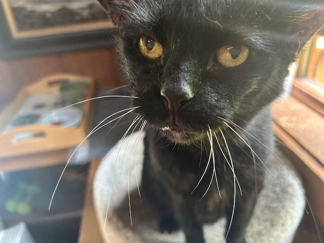 This is Zoe. She can’t believe I woke her up to take a picture.