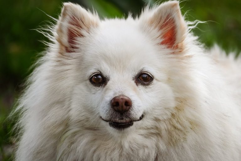 white dog looking at camera