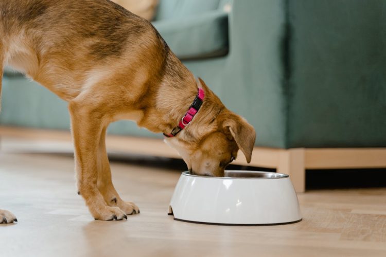 Find out Is The Farmer's Dog safe as dog eats from bowl of food