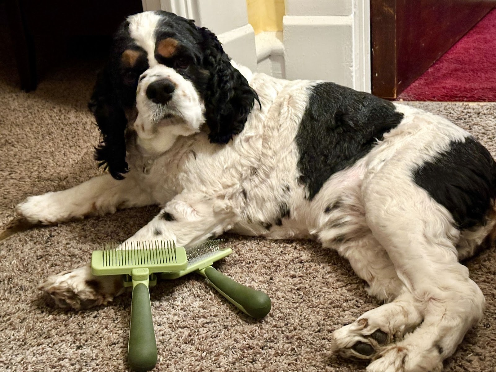 Grooming Your Dog at Home with Coastal Pet Products: My Hands-On Case Study - Petful