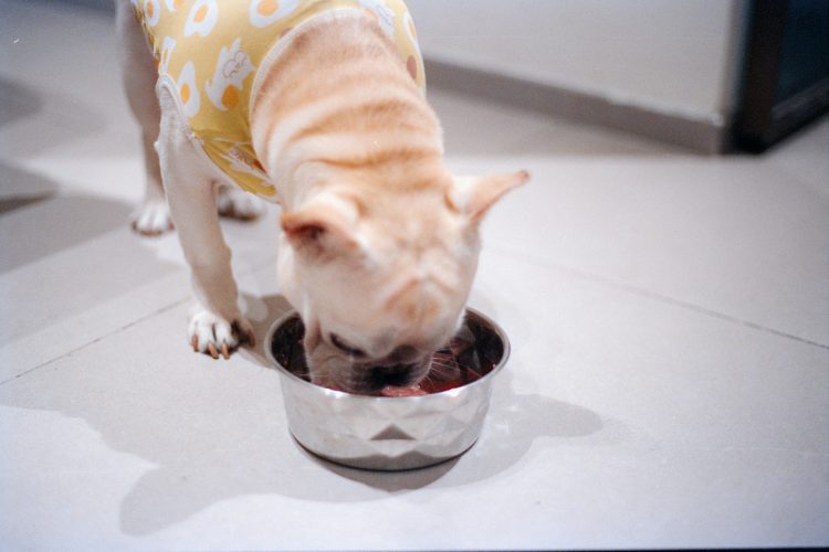 French bulldog eating fresh diets for senior dogs