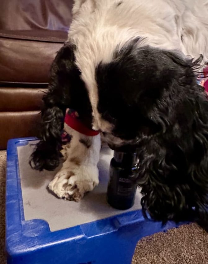 Dog sniffs bottle of Natural Immunity