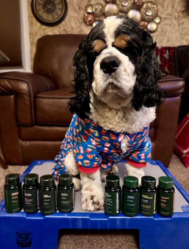 Cocker Spaniel with Natural Immunity supplement and more from Rooted Owl