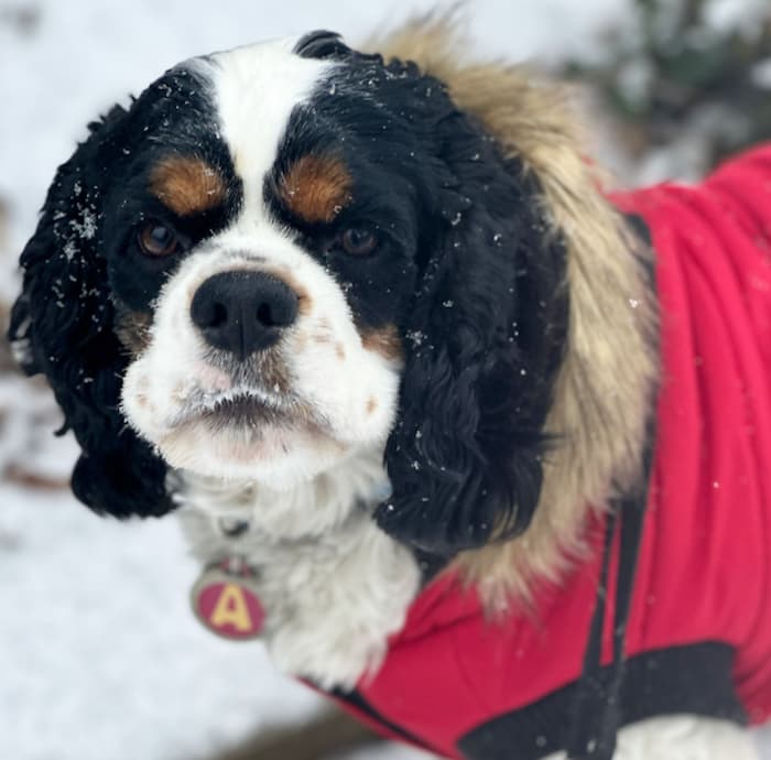 Cocker Spaniel Sir Alvin in snow
