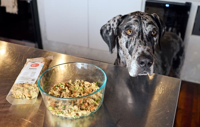 Farmer's Dog is a fresh food that may help with dog immune system support as Great Dane looks on