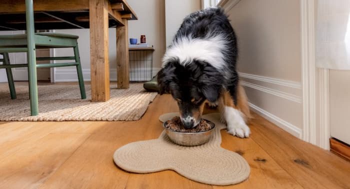 Dog eats The Farmer