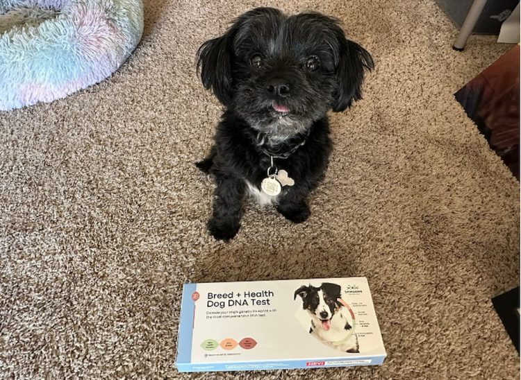 Basepaws dog dna test with a black dog