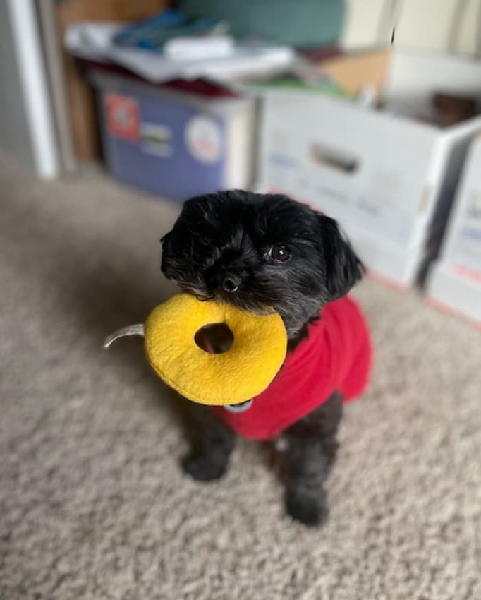 dog with toy in mouth