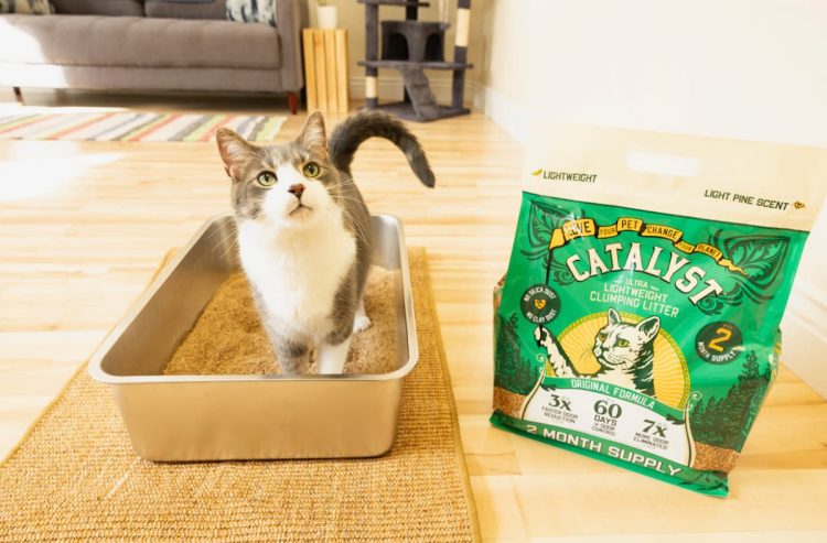Catalyst Pet Natural Cat Litter with cat in litterbox