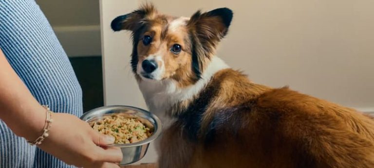 The Farmer's Dog with dog looking