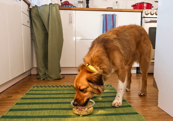 Dog eats The Farmer's Dog food in kitchen
