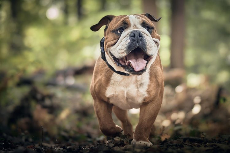 dog nutrition myths as cute bulldog looks on