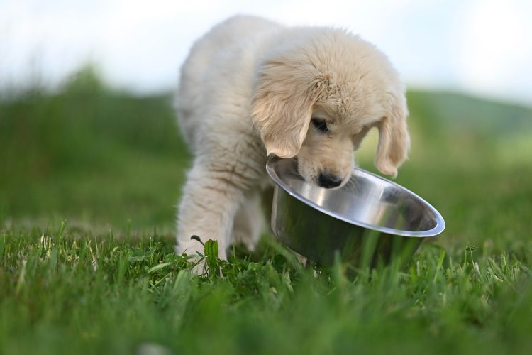 puppy with bowl for dog mealtime routine