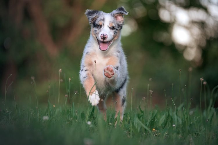 cute pup runs for dog nutrition myths