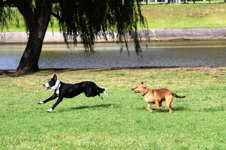 dog immune system support starts with a healthy dog