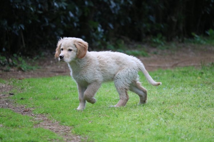 puppy looks for spot for healthy dog poop