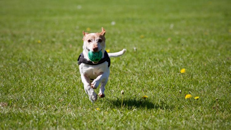 dog running happily