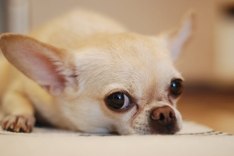 Chihuahua with dog appetite loss