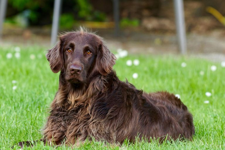 Beautiful skin and coat on brown dog