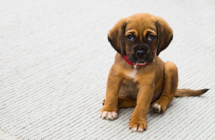 cute puppy dispels dog nutrition myths
