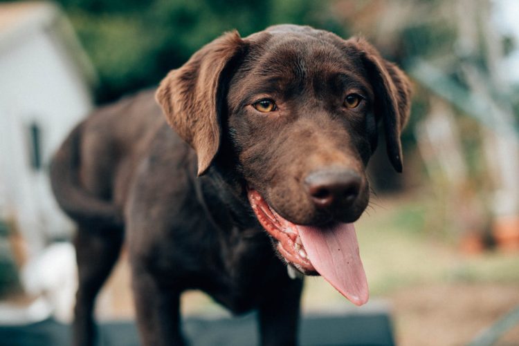 dog nutrition myths as labrador looks on