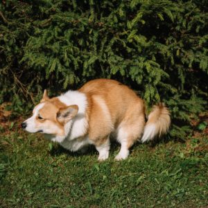 why is my dog eating poop